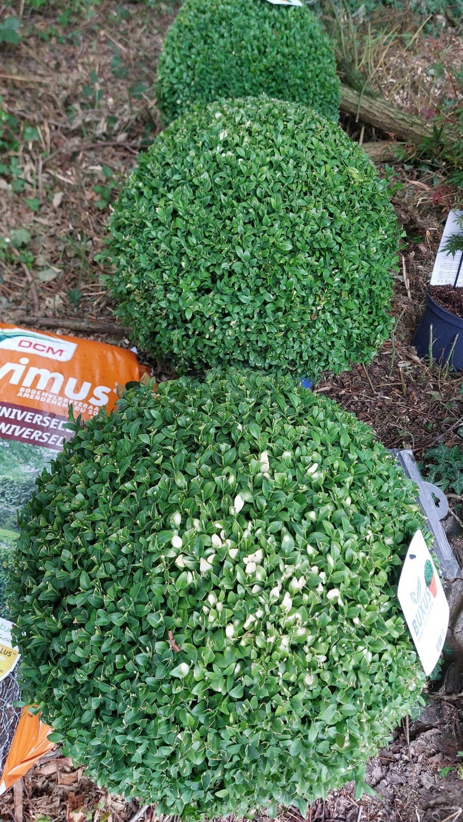 2 Buxus buxusplanten met een diameter van 40 cm, Tuin en Terras, Gras en Kunstgras, Ophalen