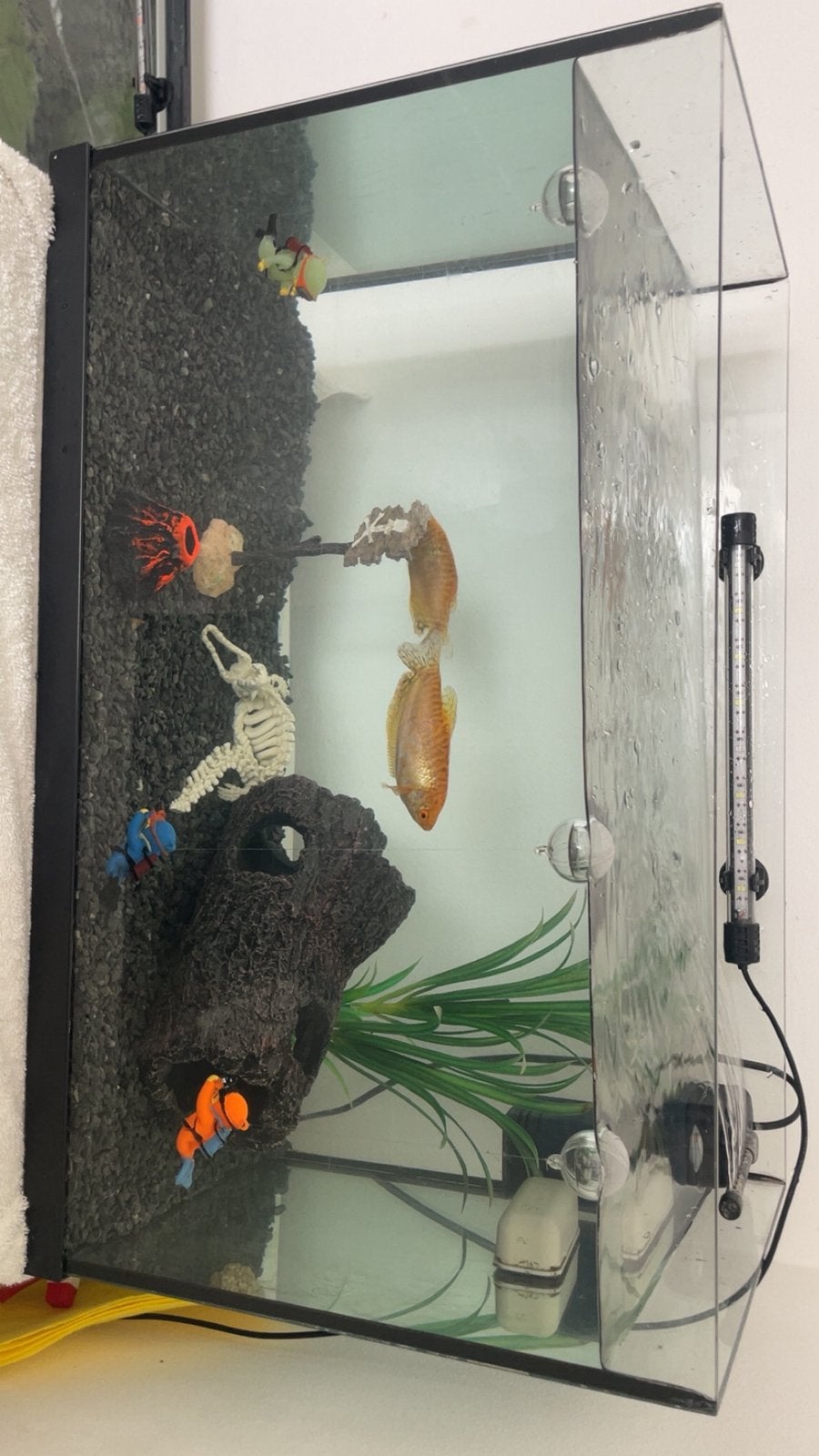 2 aquaria met decor, filter, gupys mollys ancistrus gouramis, Dieren en Toebehoren, Ophalen of Verzenden, Gebruikt