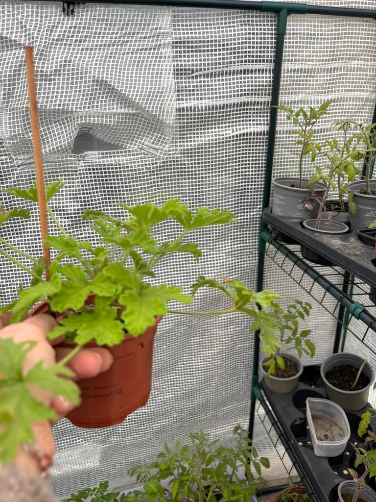 Citronella - Mosquito plant, Ophalen, Zo goed als nieuw