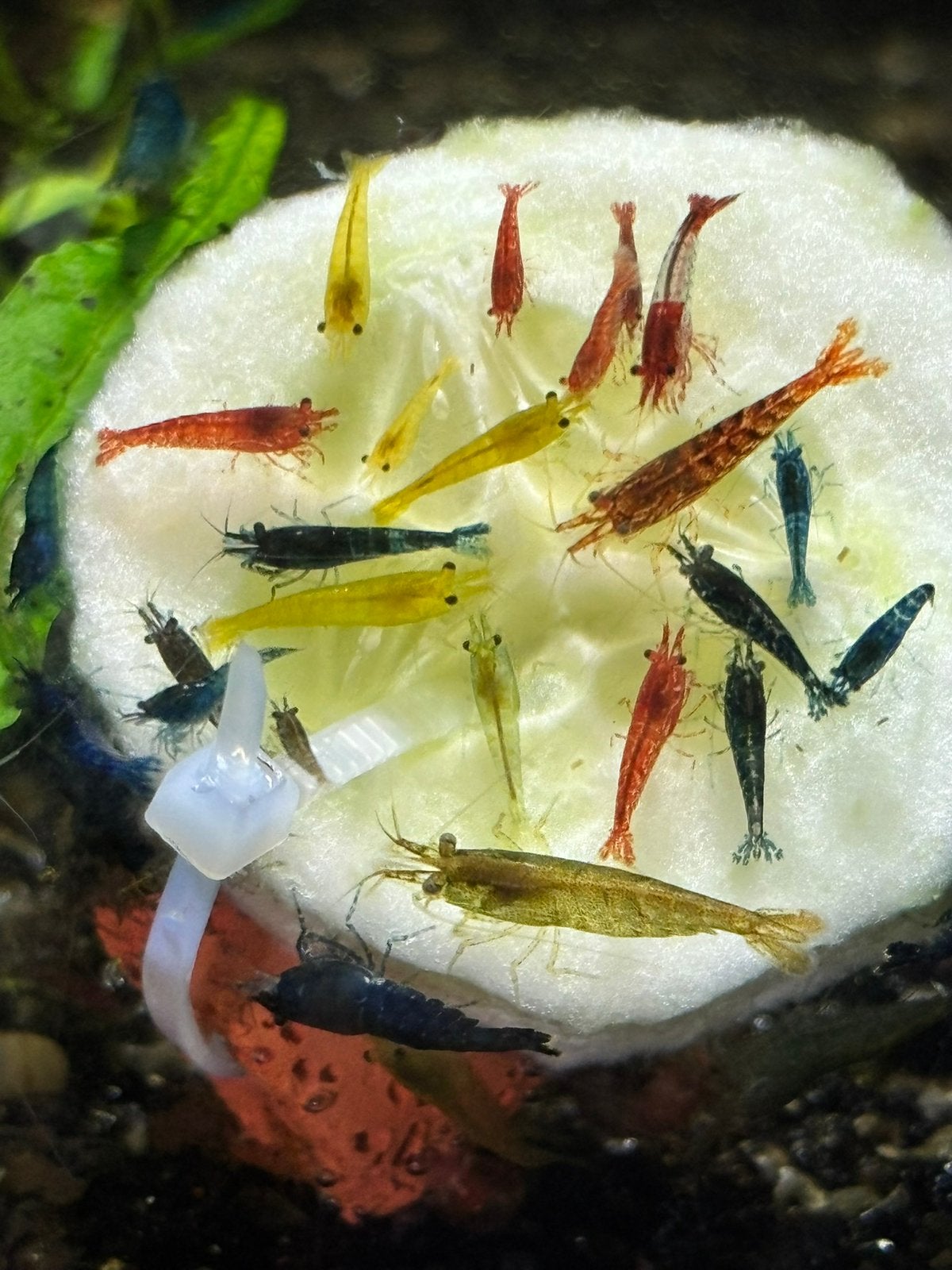 Neocaridina Davidi - garnalen kleurenmix, Dieren en Toebehoren, Kreeft, Krab of Garnaal, Zoetwatervis, Schoolvis