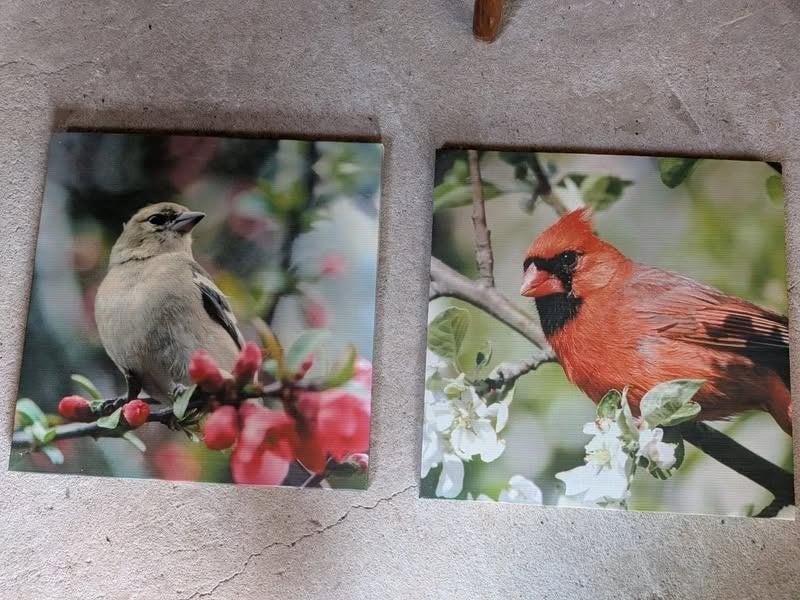 Lot de 2 cadres + toile oiseaux. 40x40, Enlèvement
