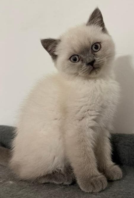 Britse korthaar - Blue point kittens, Kater, Gechipt, 0 tot 2 jaar