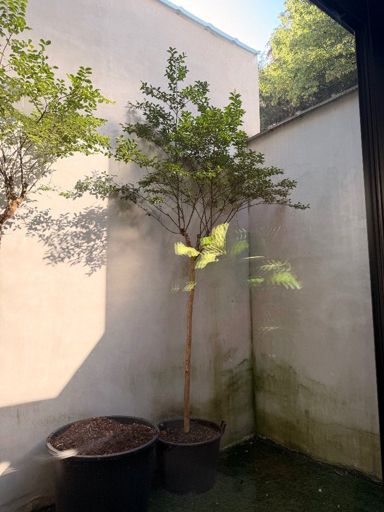 Perzische slaapboom - Krentenboom - Lagerstroemia, Overige soorten, Lente, Ophalen, Volle zon