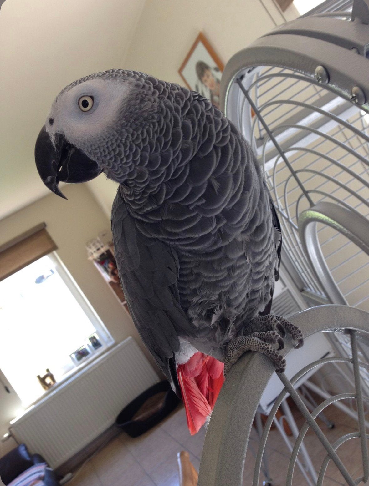 RECHERCHE – GRIS DU GABON (BIEN LIRE LA DESCRIPTION ), Dieren en Toebehoren, Vogels | Parkieten en Papegaaien, Mannelijk, Papegaai