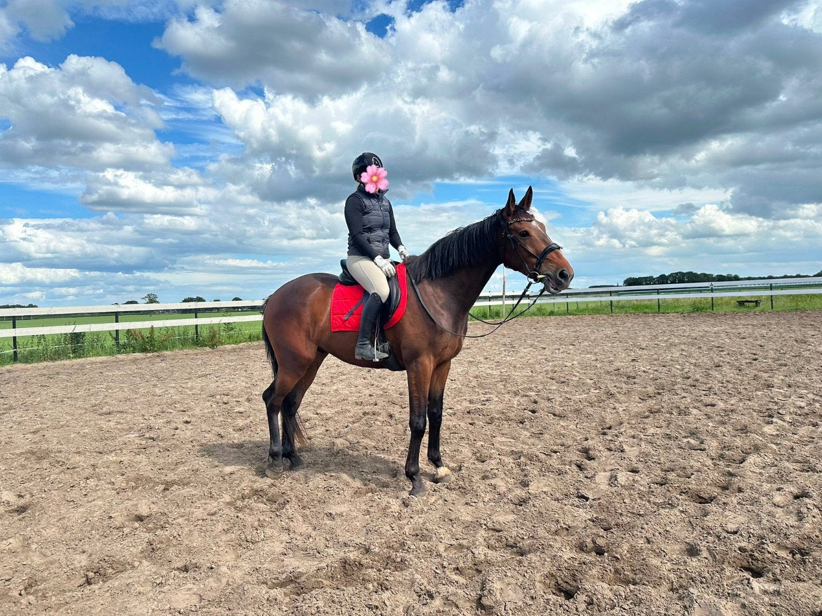 Un appareil polyvalent super amusant, Animaux & Accessoires, Chevaux, B, Hongre, 165 à 170 cm, Avec pedigree