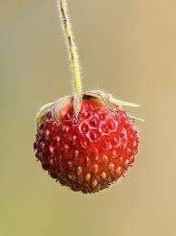 20 Fragaria viridis, heuvelaardbei, romige aardbei p9, Tuin en Terras, Planten | Tuinplanten, Ophalen, Bodembedekkers, Volle zon