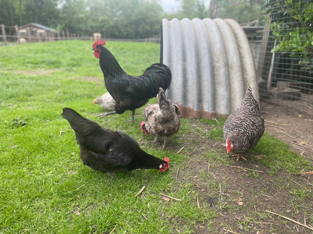 Haan + 3 hennen, Dieren en Toebehoren