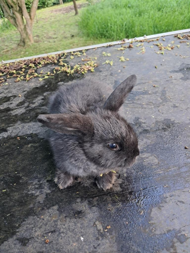 Baby hangoor konijntje, Dieren en Toebehoren, Konijnen, Mannelijk, Klein, Hangoor, 0 tot 2 jaar