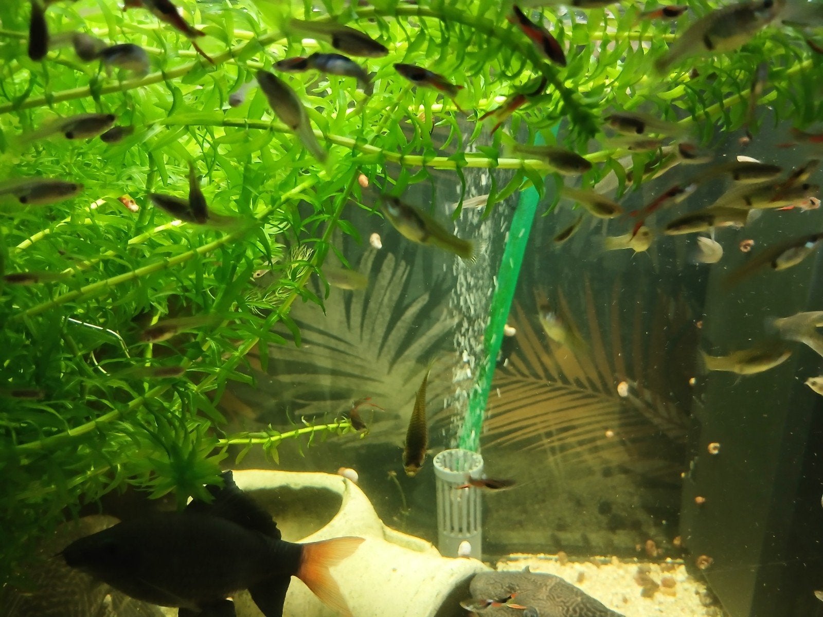 endler guppies, Dieren en Toebehoren