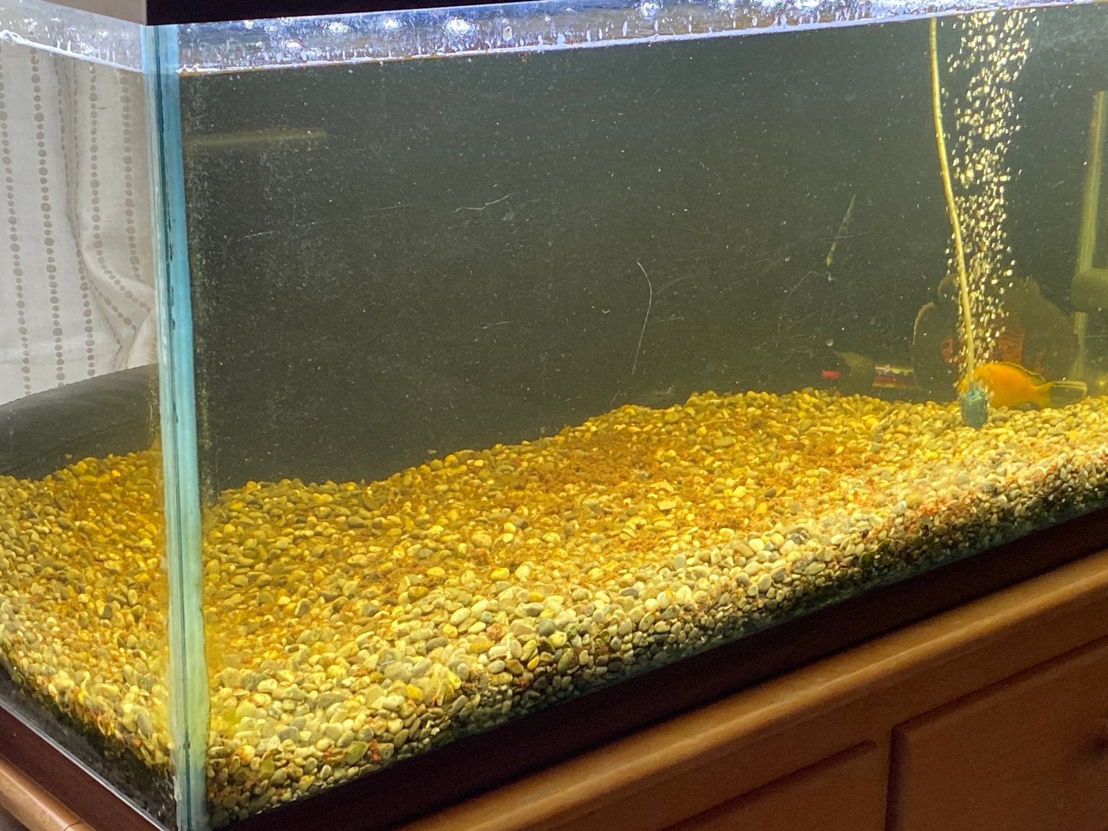 AQUARIUM LIBRE MAINTENANT, Enlèvement, Utilisé, Aquarium vide
