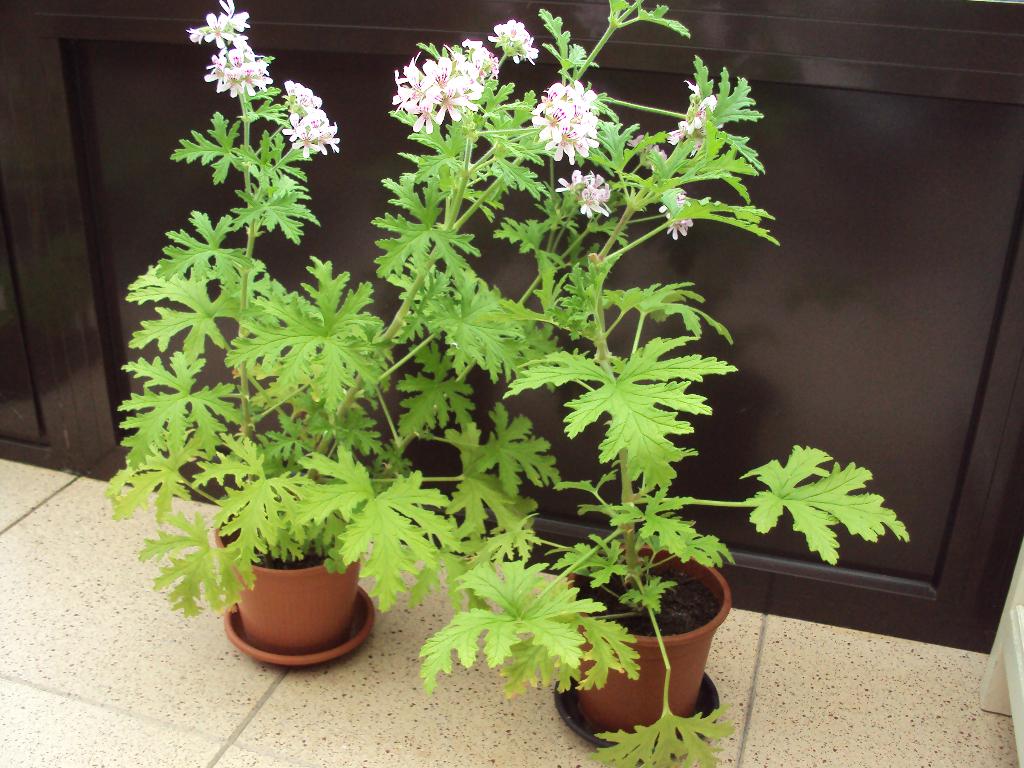 1 citroengeranium, Tuin en Terras, Planten | Tuinplanten, Ophalen