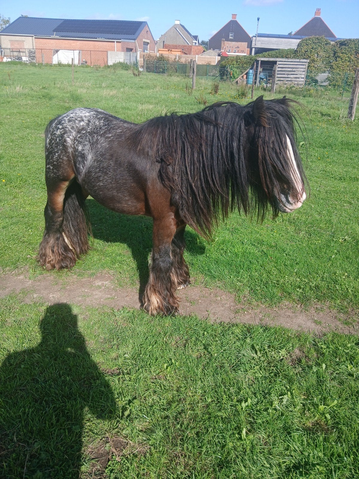 irisch cob hengst, Dieren en Toebehoren, Hengst, 3 tot 6 jaar