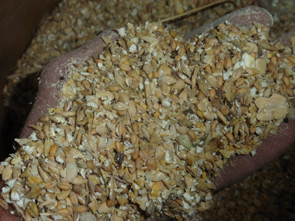 graine poule pondeuse, Enlèvement, Volaille