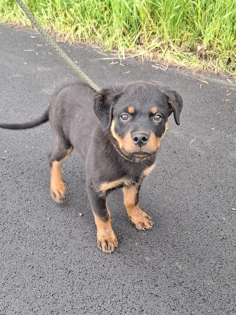 Rottweiler reutje, België, 15 weken tot 1 jaar, Reu, Eén hond