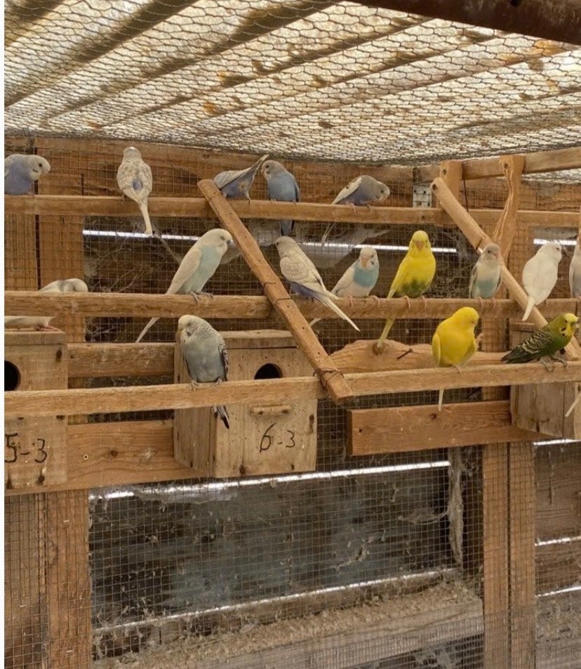 Grasparkieten, Dieren en Toebehoren, Meerdere dieren, Parkiet