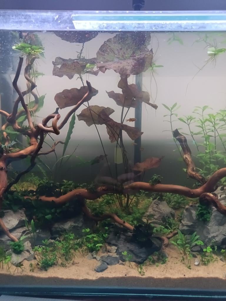 Nymphoides aquatica ruilen., Dieren en Toebehoren, Vissen | Aquaria en Toebehoren, Ophalen