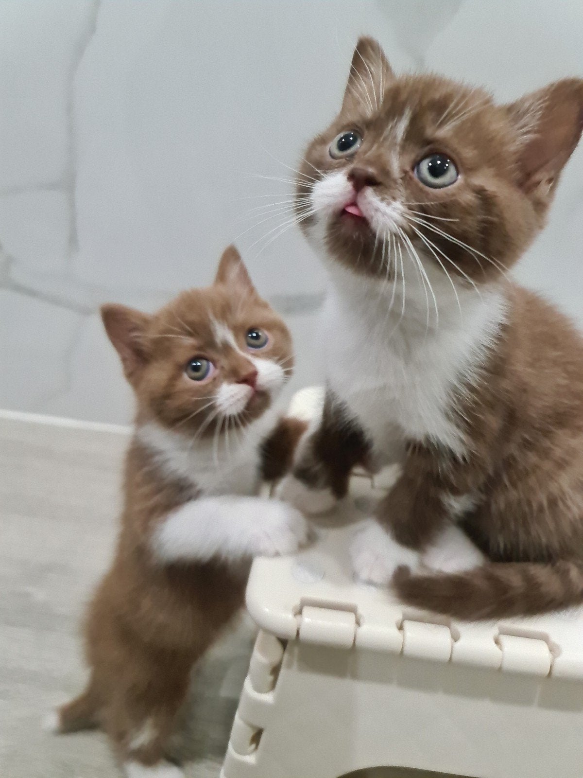 Charmant chocolate-wit bicolor 2 katertjes, Chat, Avec pedigree, 0 à 2 ans