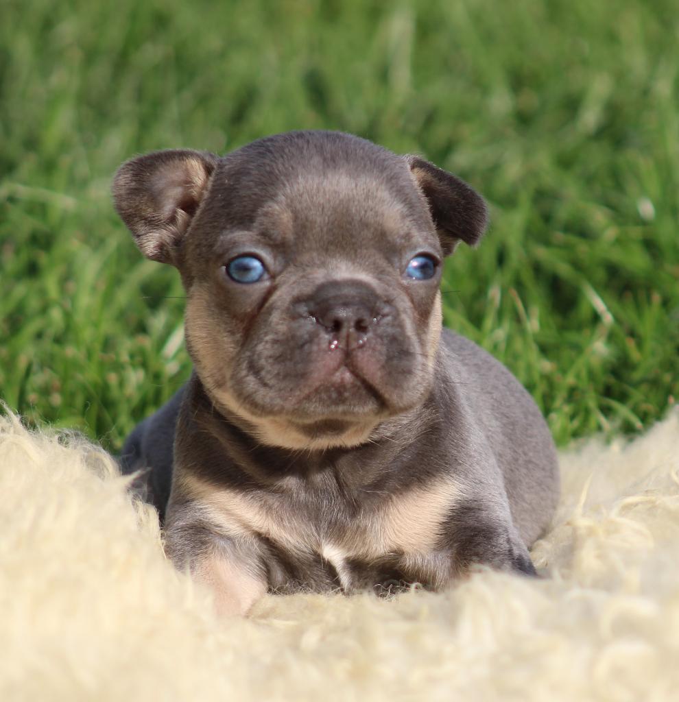 Franse Bulldog pups Lilac-tan, Dieren en Toebehoren, Honden | Bulldogs, Pinschers en Molossers, Parvo, België, 8 tot 15 weken