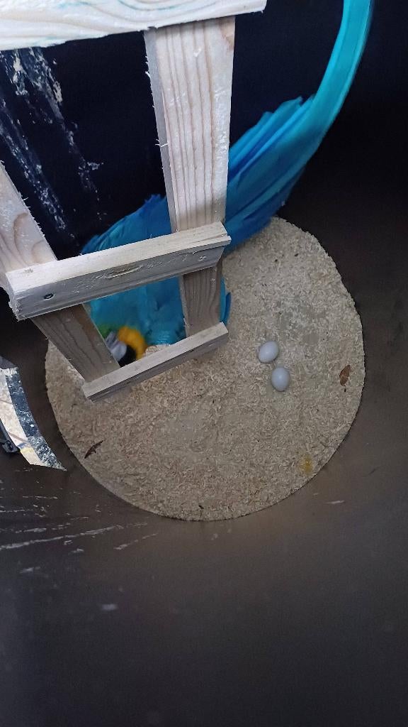 Te koop koppel blauwgele aras met eieren, Dieren en Toebehoren, Meerdere dieren, Papegaai