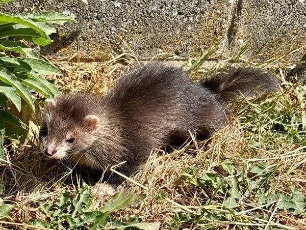 Furet femelle angora, Animaux & Accessoires, Animaux Autre, Mai, Femelle