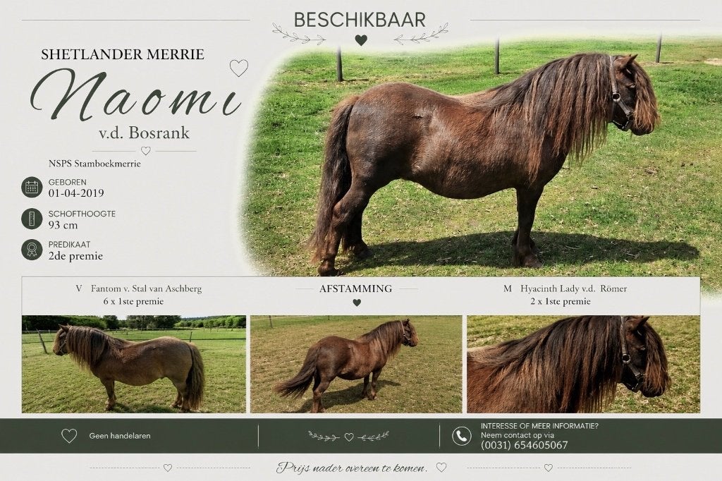 Shetlander merrie, Dieren en Toebehoren, Pony's, Merrie, Met stamboom, A pony (tot 1.17m), 7 tot 10 jaar