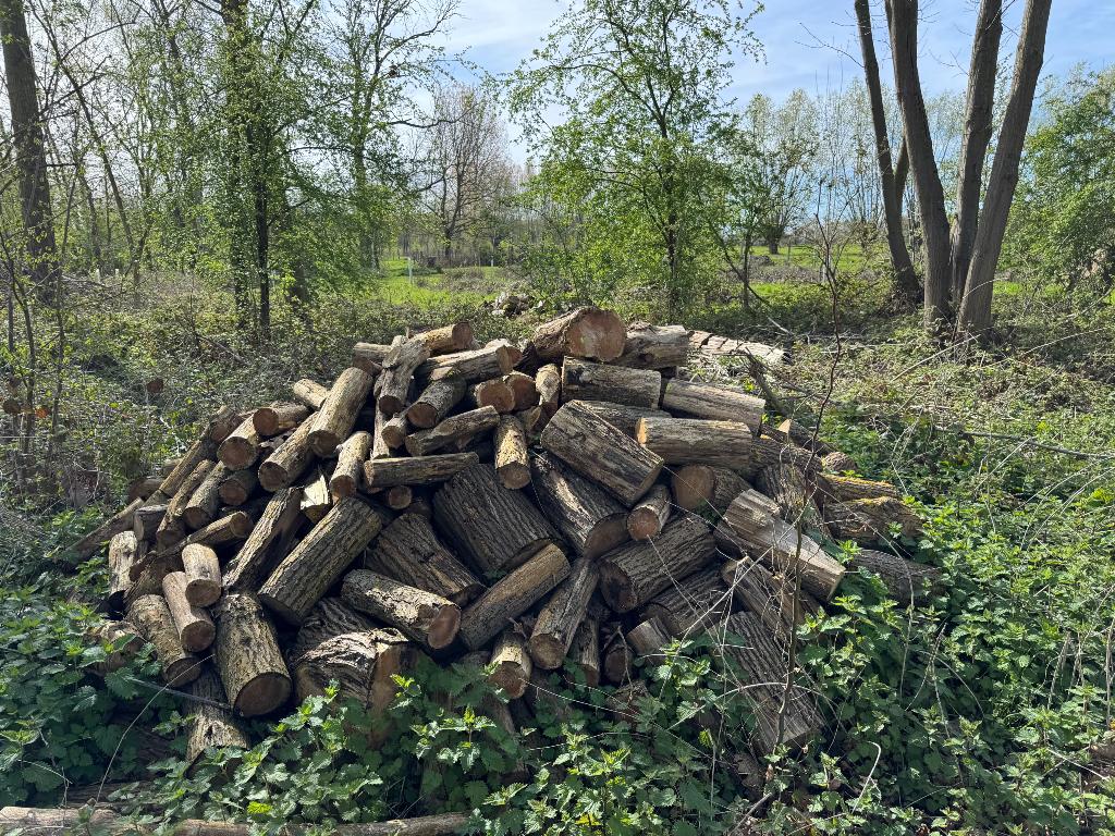 Op maat gezaagd brandhout populier, Tuin en Terras, Brandhout, 3 tot 6 m³, Ophalen, Overige houtsoorten, Blokken