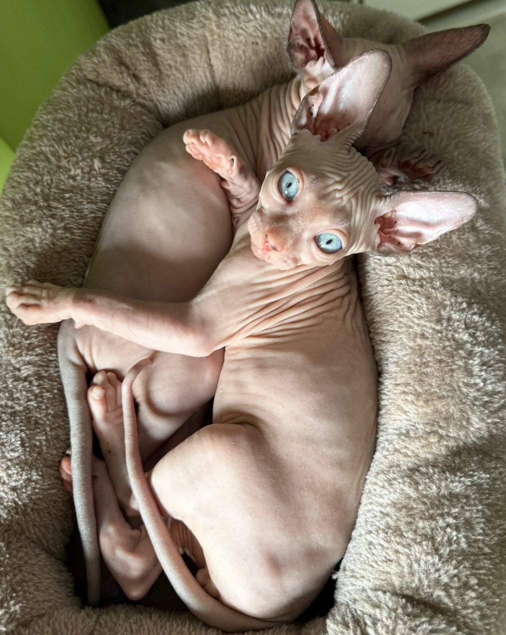 Erkende hobbykwekerij Sphynx Loves You, Chatte ou Chat, Avec pedigree, 0 à 2 ans