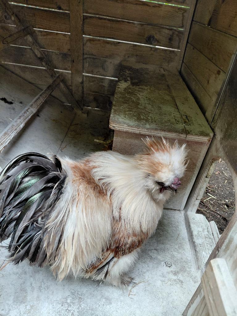 Haan, Dieren en Toebehoren, Pluimvee, Kip, Mannelijk