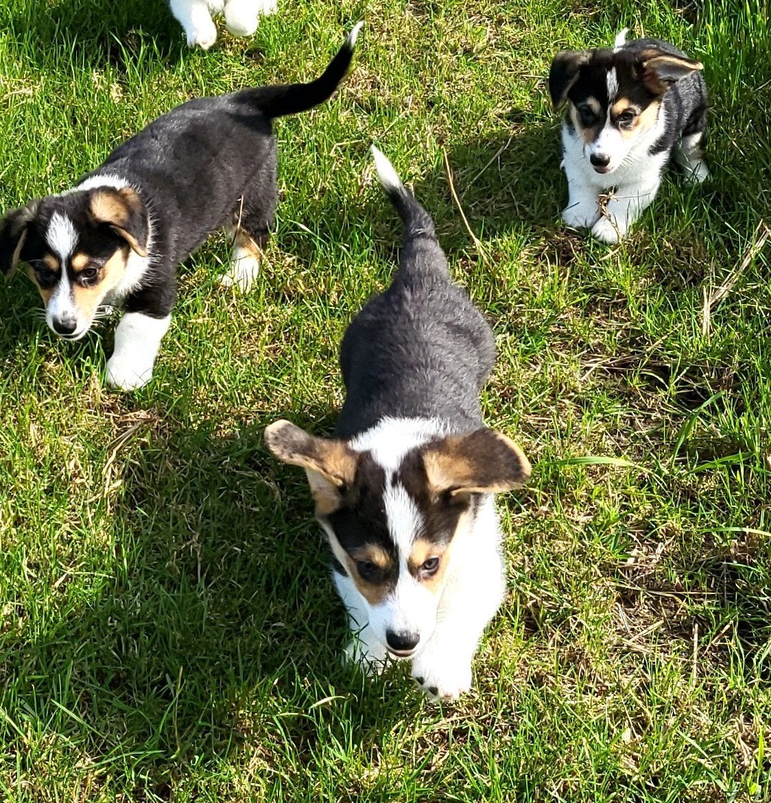 Welsh Corgi Cardigan pups / Corgi pups, Dieren en Toebehoren, België, Overige rassen, CDV (hondenziekte), 8 tot 15 weken