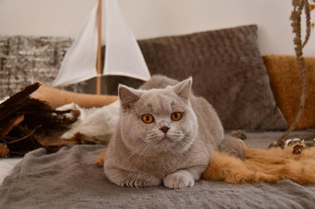 Brits Korthaar, Animaux & Accessoires, Chats & Chatons | Chats de race | Poil ras, Chat, 0 à 2 ans, Avec pedigree, Avec puce électronique