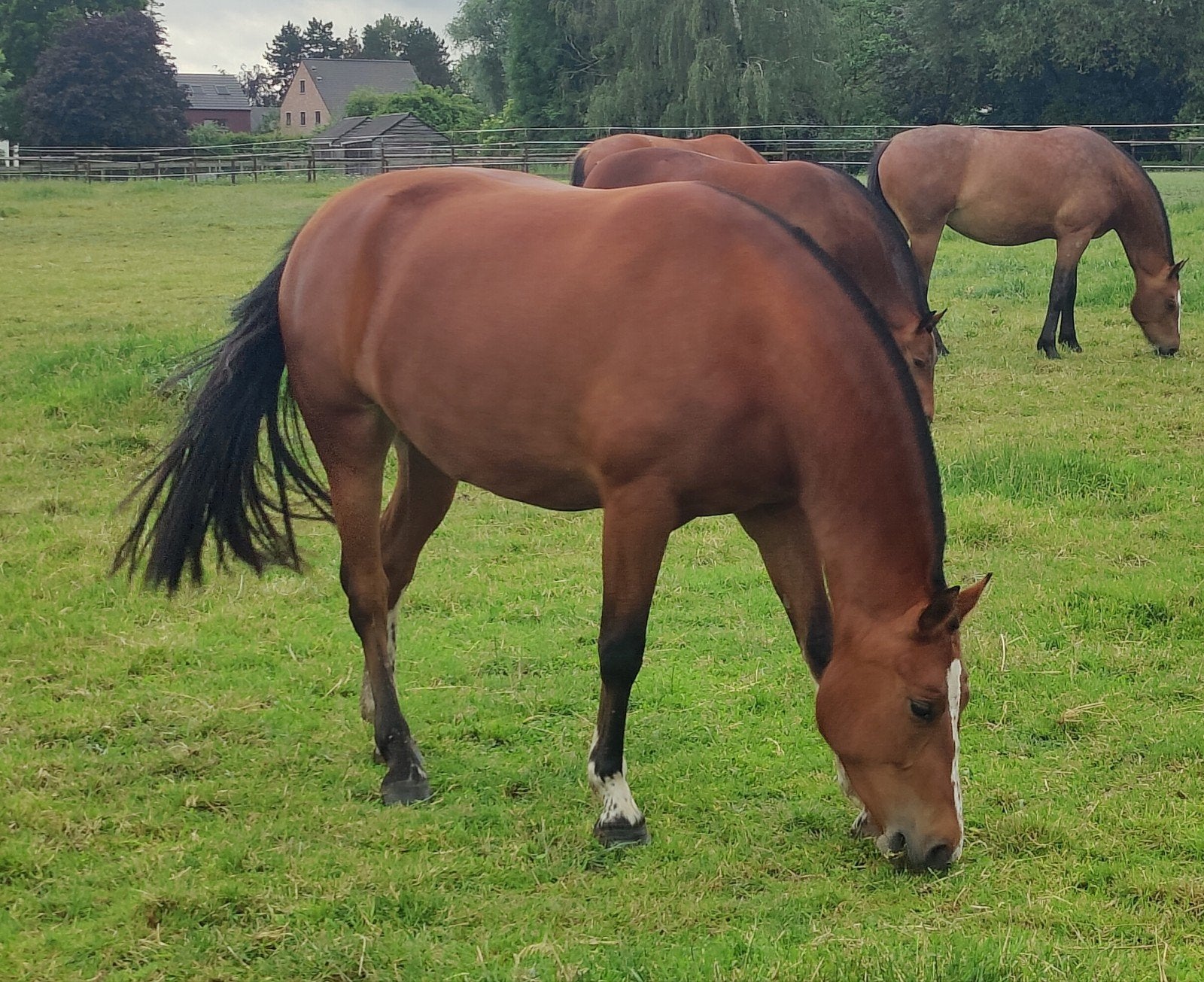 4 jarige Freiberger/Franches montagnes merrie met veldtest., Dieren en Toebehoren, Merrie, B