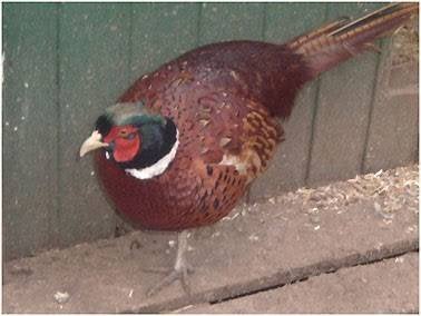Faisan forestier 1 coq + 2 poules, Animaux & Accessoires, Volatiles, Autres espèces, Plusieurs animaux