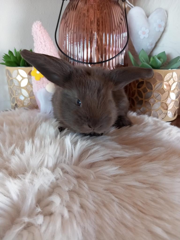 Franse hangoor voedster, Dieren en Toebehoren, Konijnen, Vrouwelijk, Groot, Hangoor, 0 tot 2 jaar
