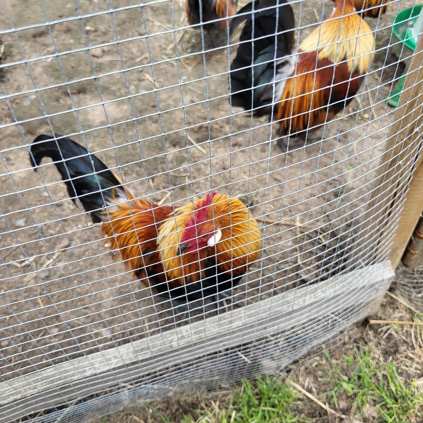 Hollandse haan krieltjes, Dieren en Toebehoren, Pluimvee