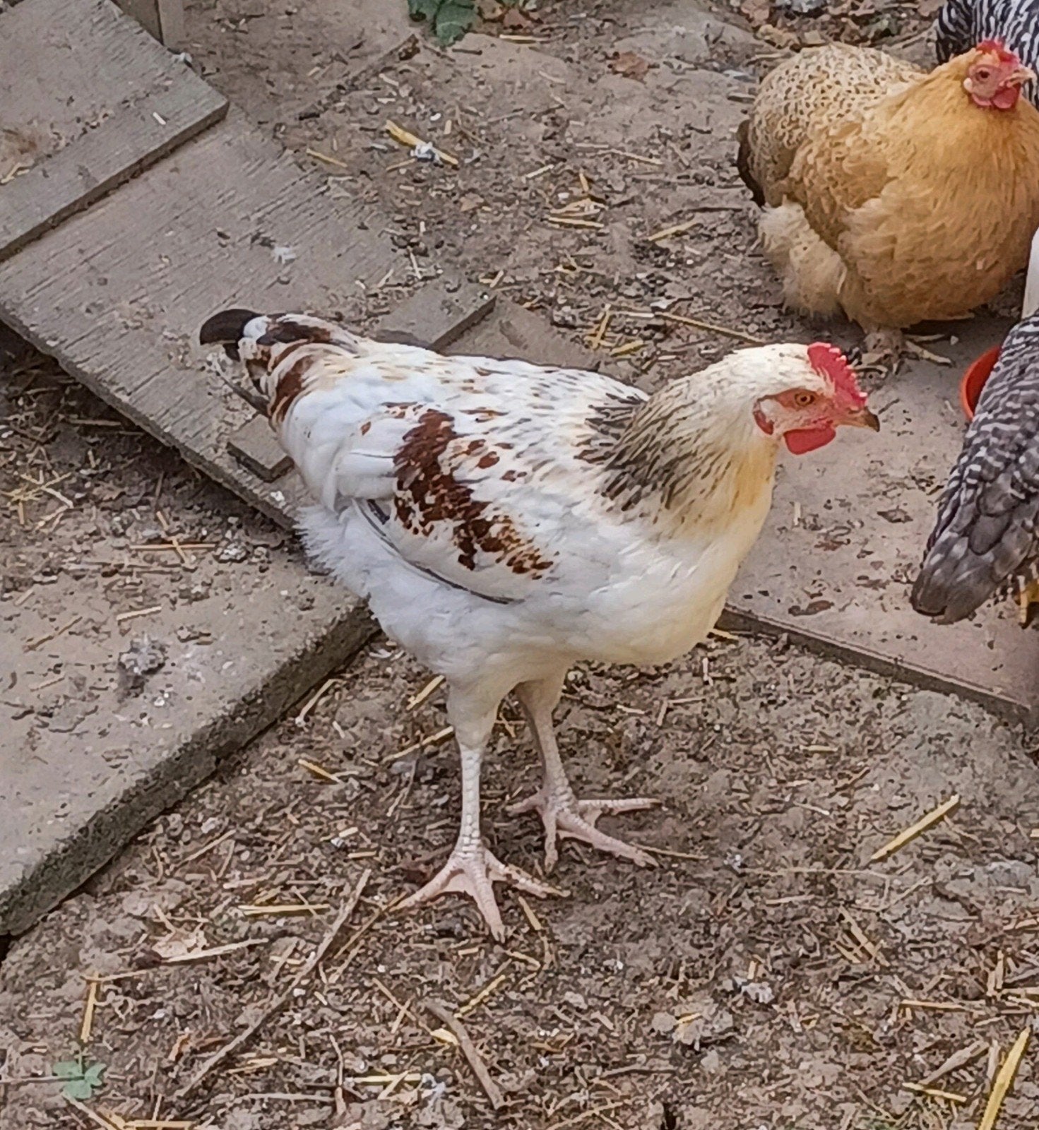 Jonge haan, Dieren en Toebehoren, Pluimvee, Mannelijk, Kip