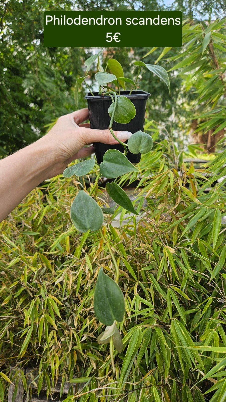 Philodendron scandens, Maison & Meubles, Enlèvement ou Envoi