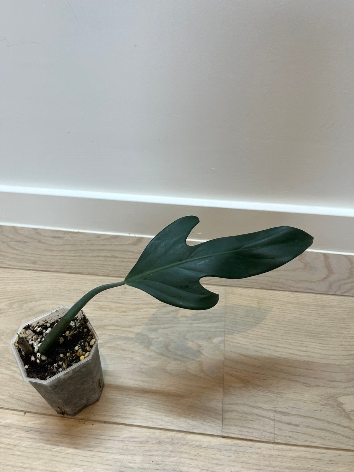 Philodendron Panduriforme, Huis en Inrichting, Kamerplanten, Ophalen of Verzenden