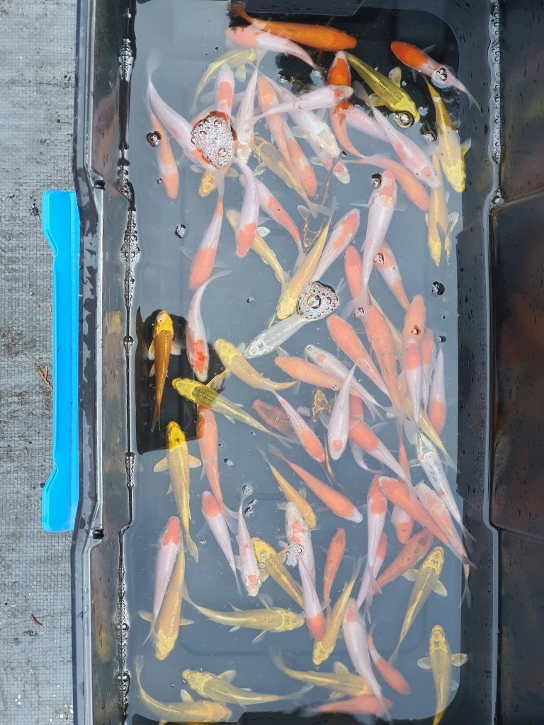 Dernière chance ! Koi 12—16 cm — 8€ par pièce, Carpe ou Koï