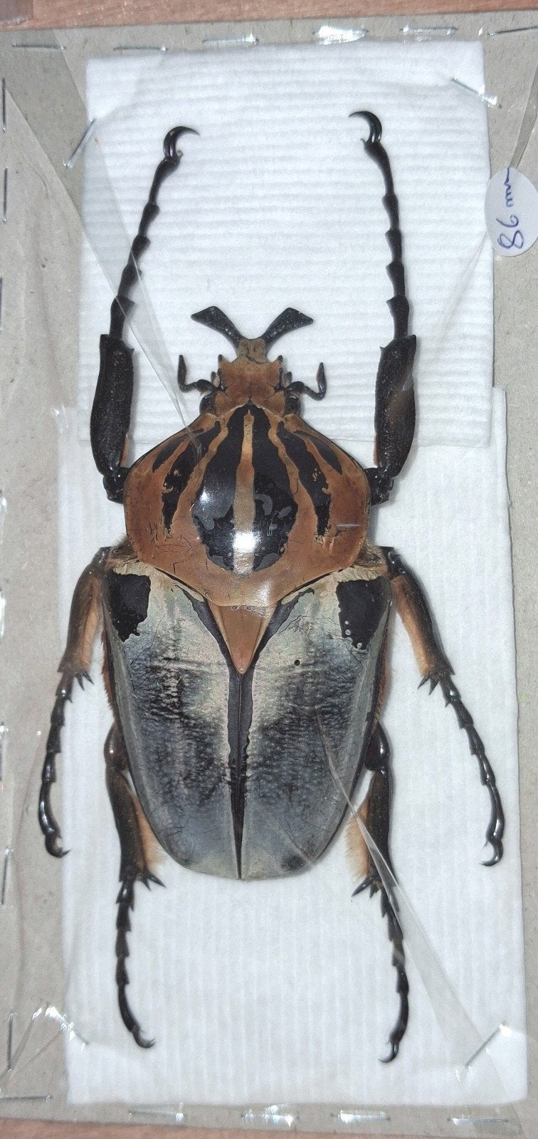 Goliathus cacicus pour  collection entomologique, Collections, Enlèvement ou Envoi, Comme neuf, Insecte, Autres types