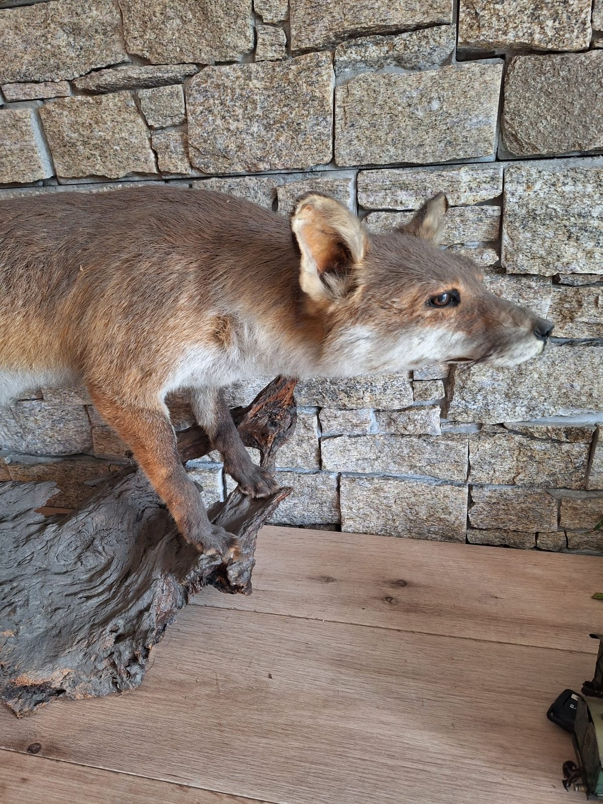Renard, Enlèvement