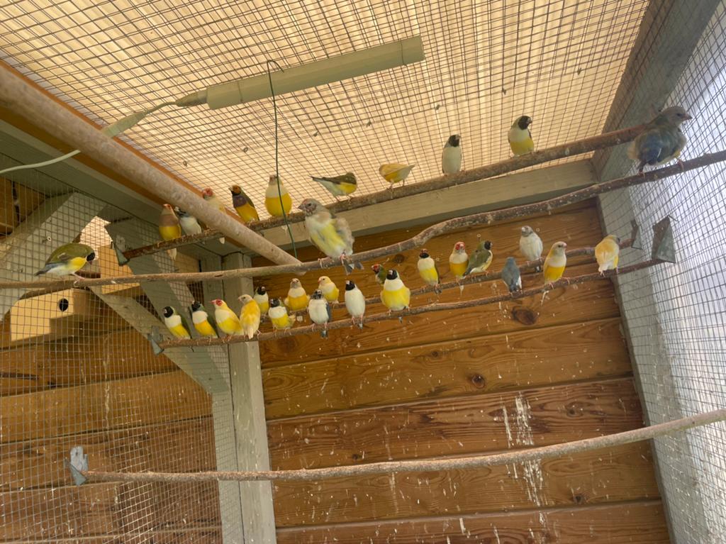 Gouldamandine, Dieren en Toebehoren, Vogels | Overige Vogels