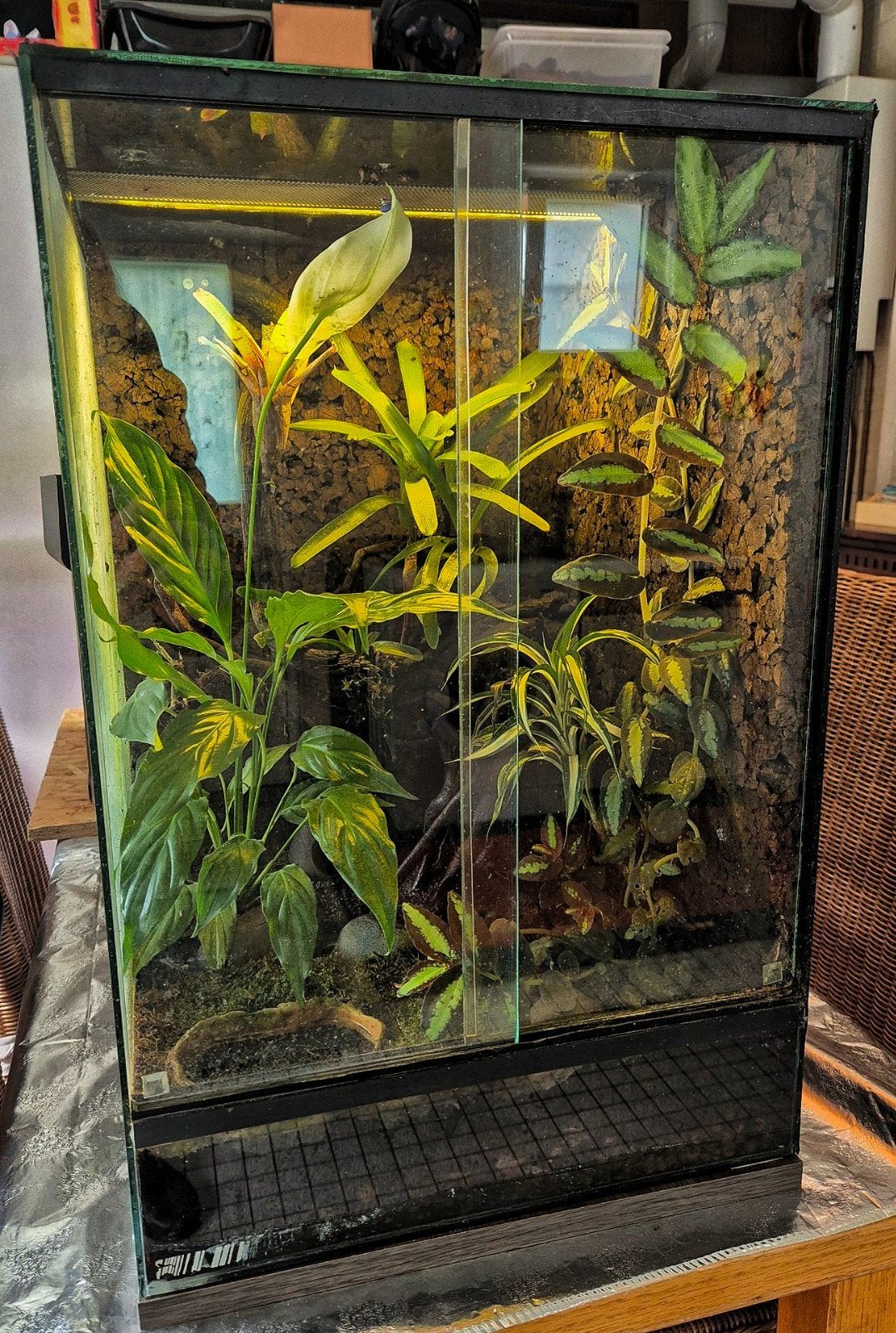 Paludarium, Animaux & Accessoires, Reptiles & Amphibiens | Accessoires, Enlèvement, Utilisé, Terrarium ou Paludarium