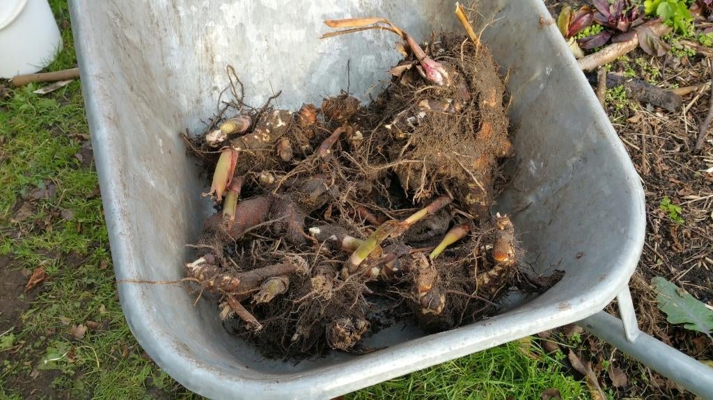 canna knollen rhizomen, Tuin en Terras, Overige soorten, Volle zon, Vaste plant, Ophalen of Verzenden