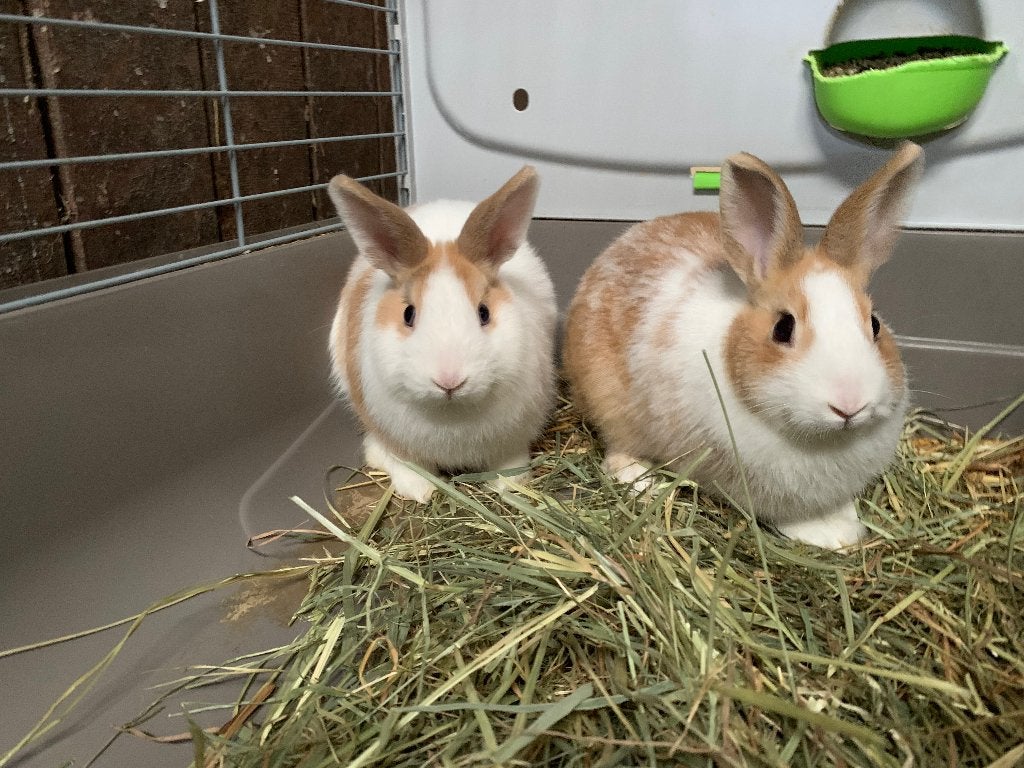 Lapin nains, Plusieurs animaux, Nain, 0 à 2 ans