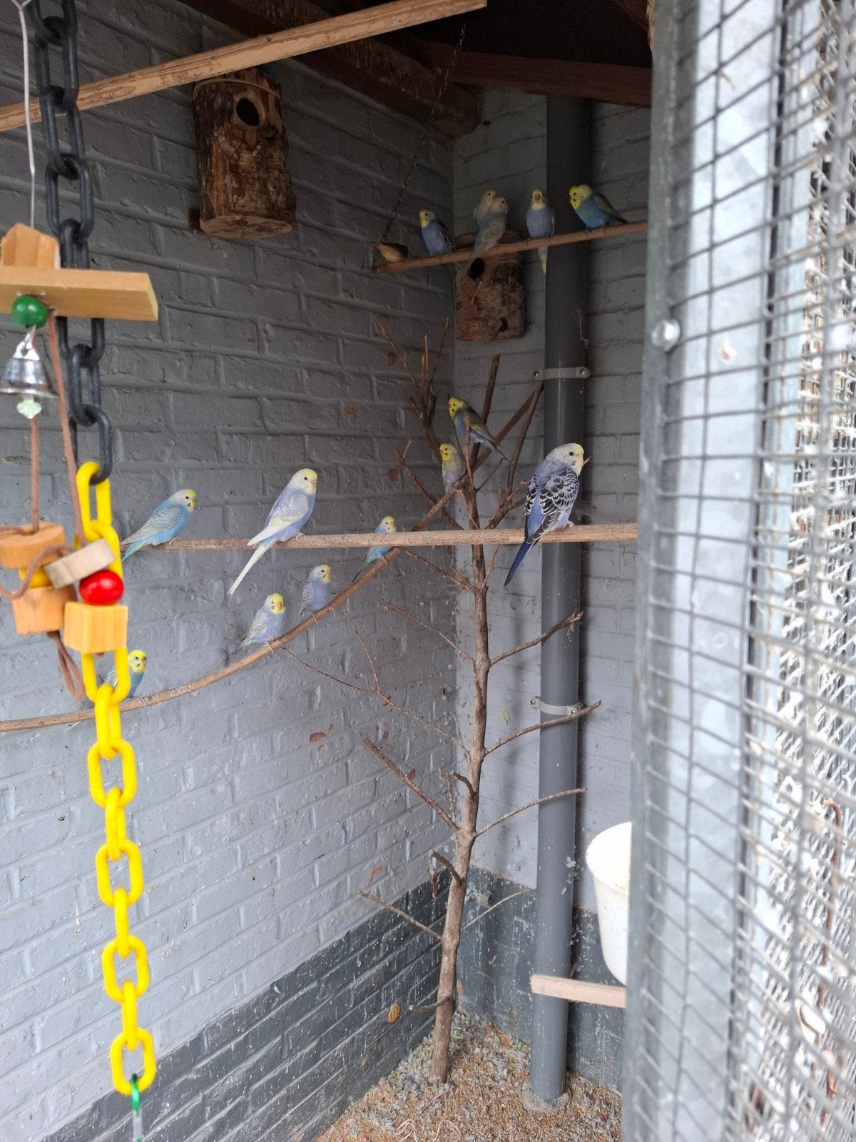 Regenboogparkieten, Dieren en Toebehoren, Vogels | Parkieten en Papegaaien
