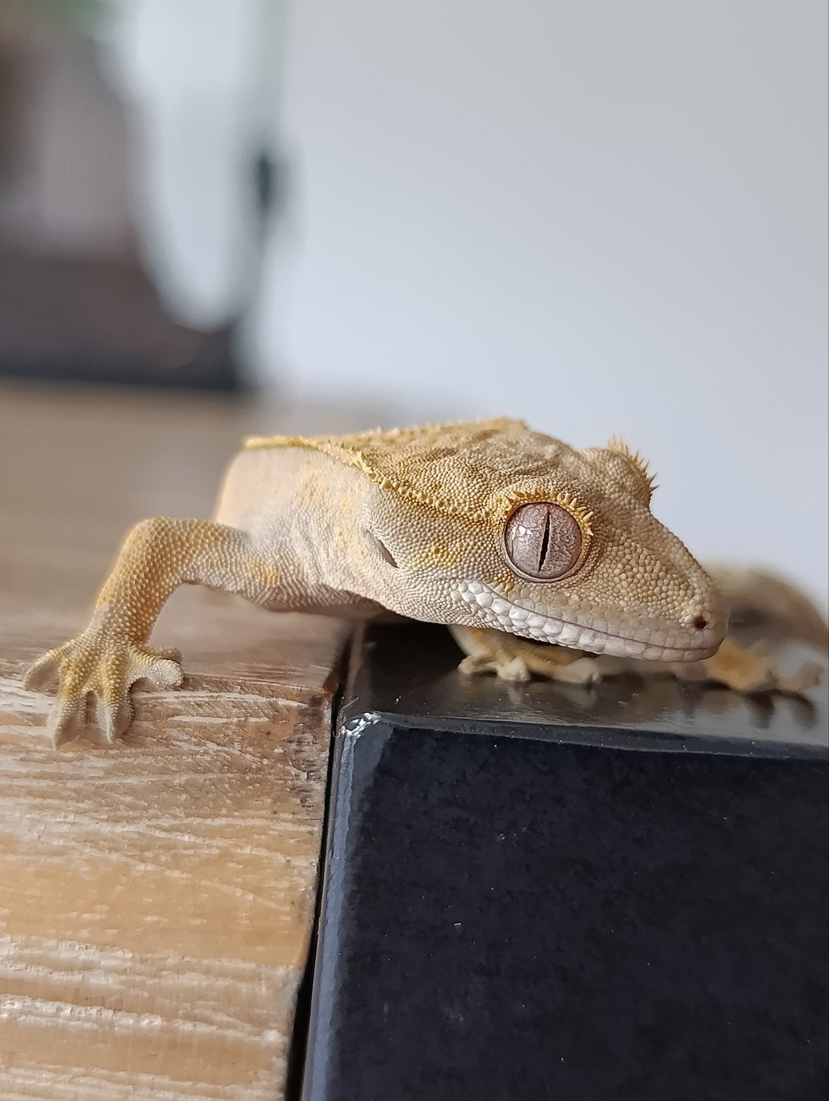 Wimpergecko. Laatste 3!!!, Animaux & Accessoires