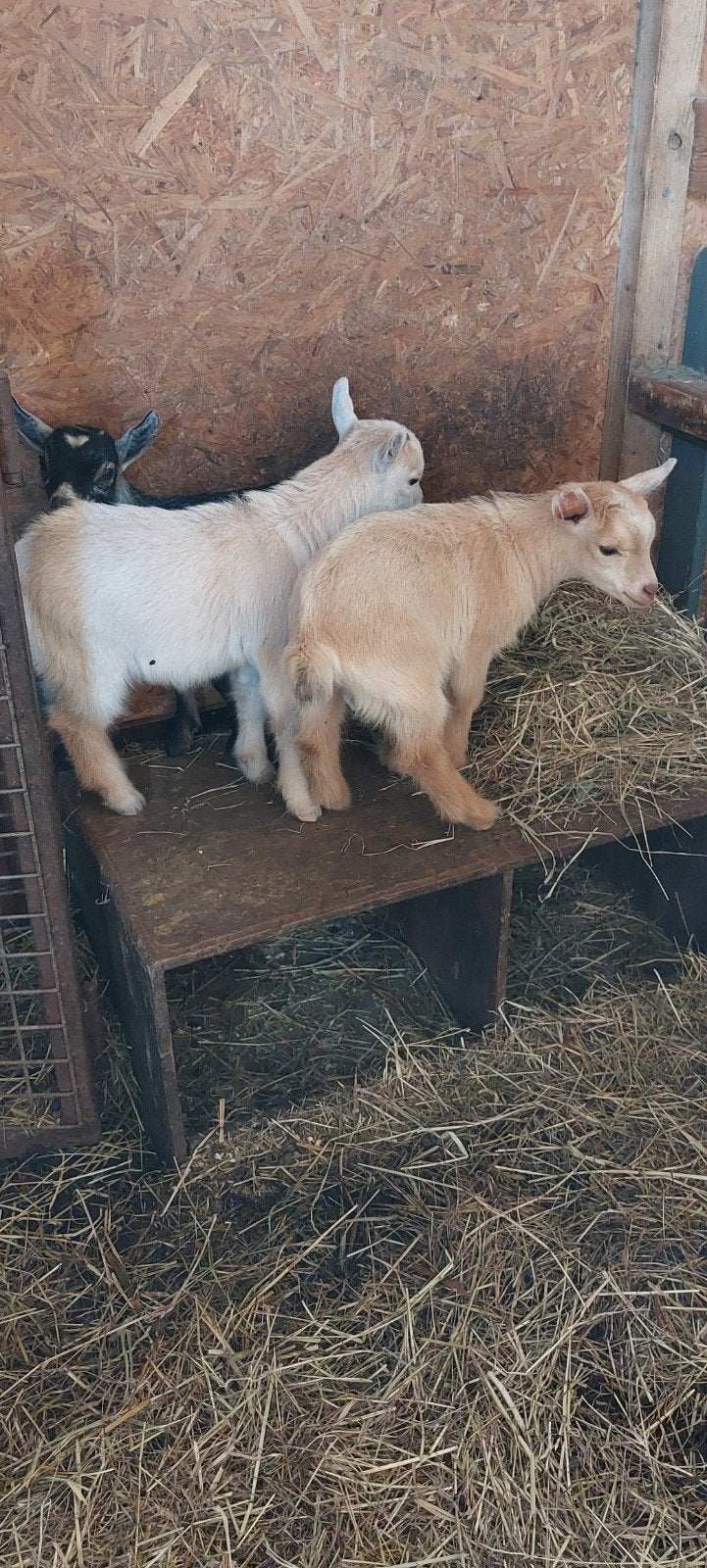 2 dwerggeit bokjes gecastreerd, Dieren en Toebehoren, Schapen, Geiten en Varkens