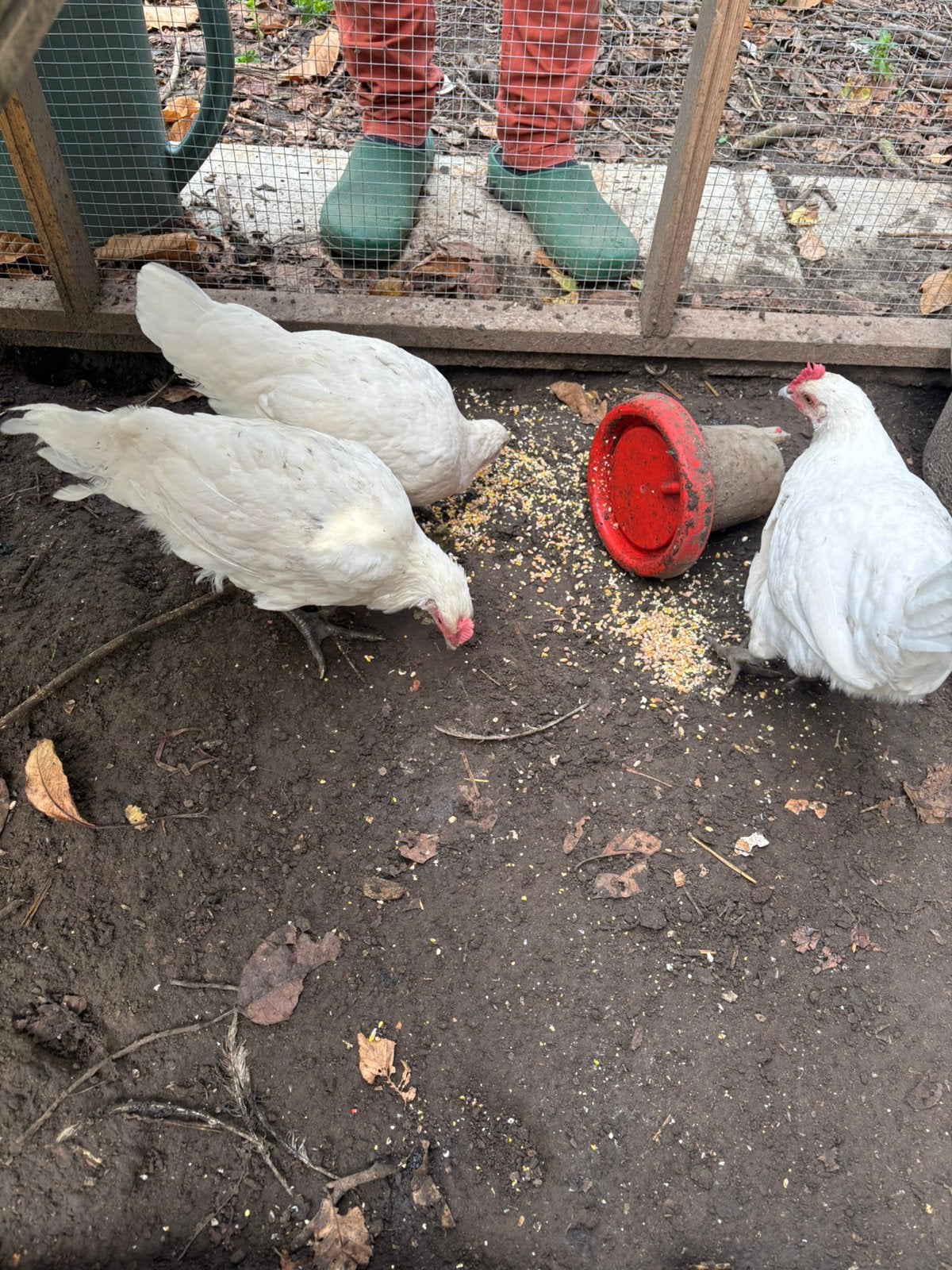 Jeune coq blanc GRATUITEMENT, Animaux & Accessoires, Mâle, Poule ou poulet