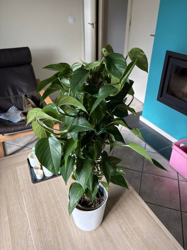 Epipremnum op mosstok te koop, Huis en Inrichting, Kamerplanten, Minder dan 100 cm, Groene kamerplant, Halfschaduw, In pot, Ophalen