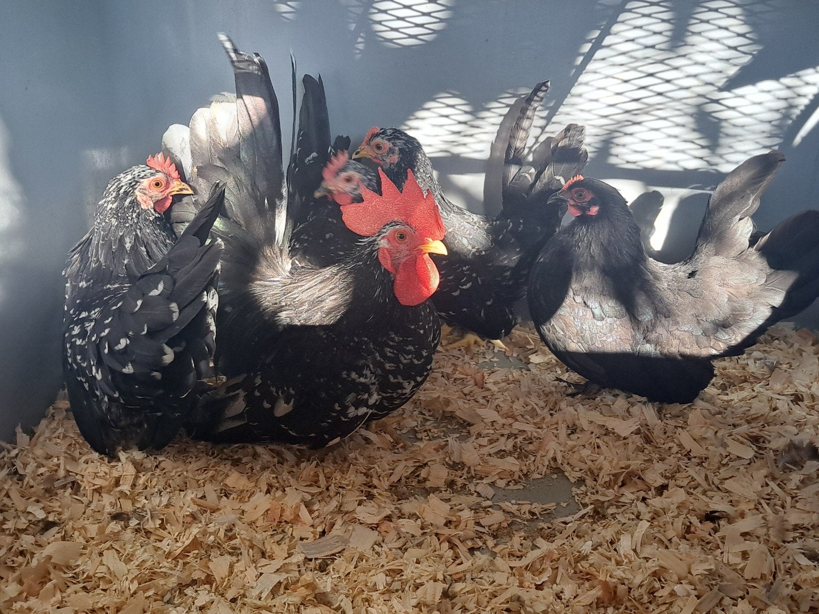 Chabo 2026, Dieren en Toebehoren